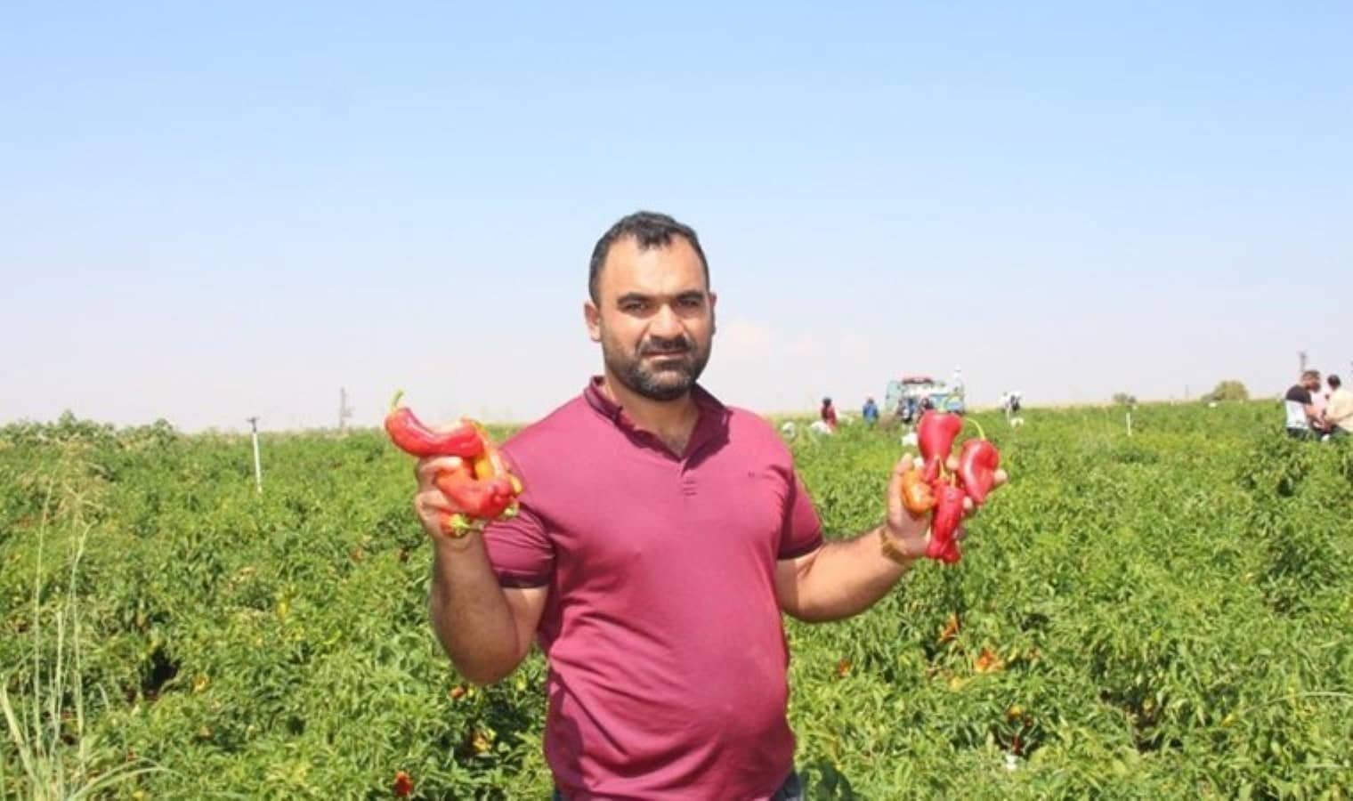 Şanlıurfa’da hasat sabahın erken saatlerinde başlıyor: Hem tatlı hem acı